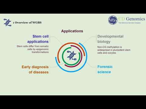 Principle and Workflow of Whole Genome Bisulfite Sequencing