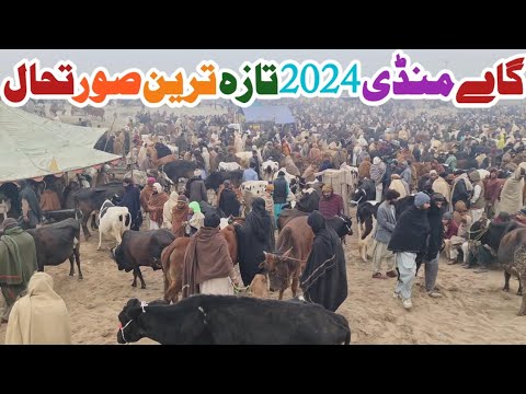 Cow Mandi 2024 - Desi Cow Price Update - Sahiwal Cholistani Cow - Malumor Mandi Jhang