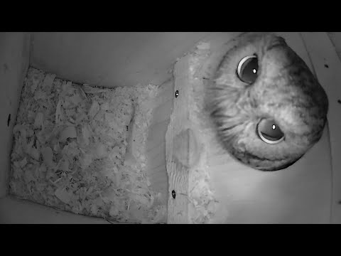 Myšiarka západná — Western Screech-Owl