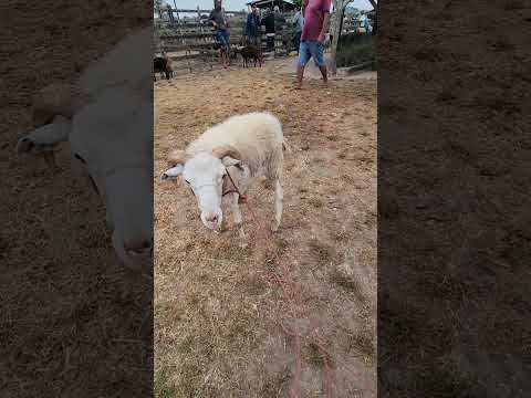 Borrego com raça em Capoeiras-PE