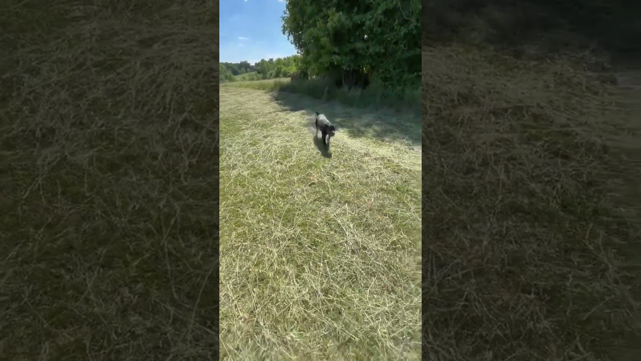 Enlarge UMA, a Adoptable Rottweiler in Chapel Hill, NC video 6/6