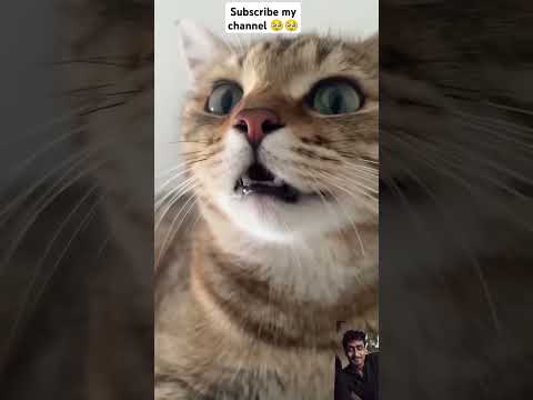 mou mou #cat #catlover #funny #meowingtv #cute #cutecat #kitten #shotfeed #cutecates