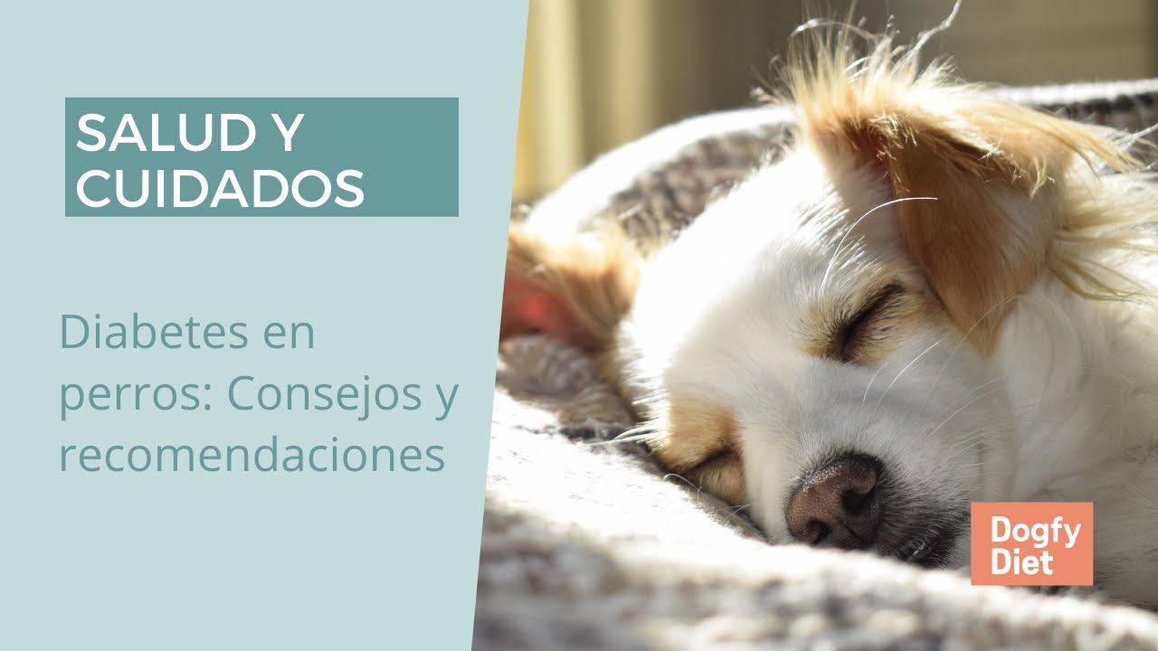 Diabetes en perros: Síntomas y tratamientos 🐶💉