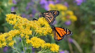 Wildlife & Habitat Assessment Protocols On Rights-of-Ways