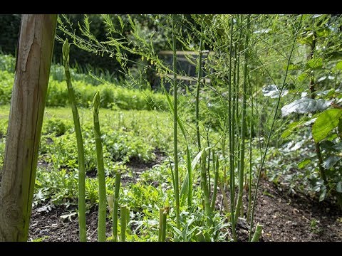 Hvor længe kan man høste asparges?