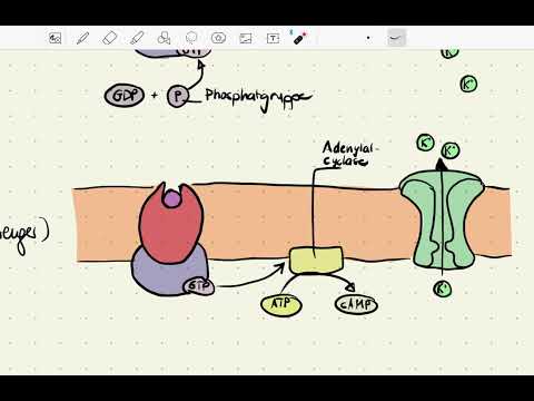 Second messenger cAMP: Wie aktiviert Noradrenalin das second messenger System?