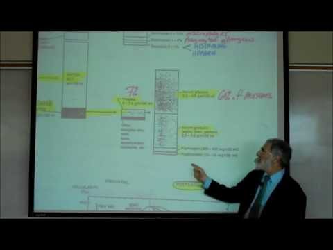 HEMATOLOGY; PART 1 by Professor Fink.wmv