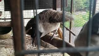 Download lagu Ciri Ciri Burung Kutilang Jantan Mau Kawin mp3