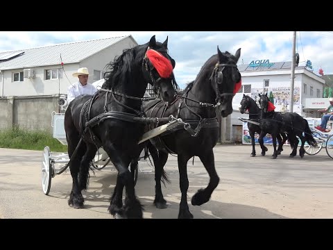 Armasarii lui Dorin de la Floresti, Cluj - 2022 Nou!!!