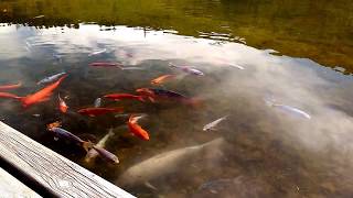 preview picture of video 'Koi Fish Türkiye Kaman Çağırkan Kalehöyük Renkli Sazan Koi Balığı'