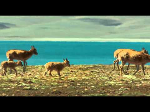 Born in China (2016) - Trailer #1 (VO)