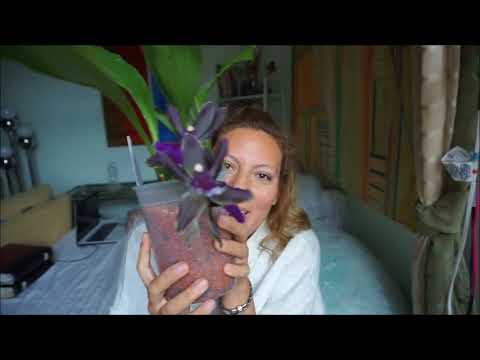 Success!!! First Time Blooming In Semi Hydroponics