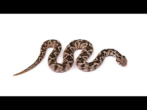 ZMIJA 🐍🐍🐍 EDUKATIVNI VIDEO ZA DECU 🌸