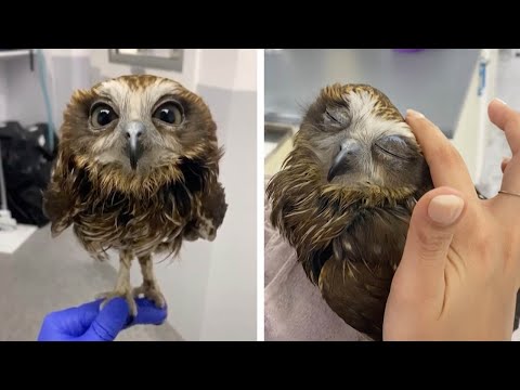 Baby Owl Gets Warm Bath At The Vets