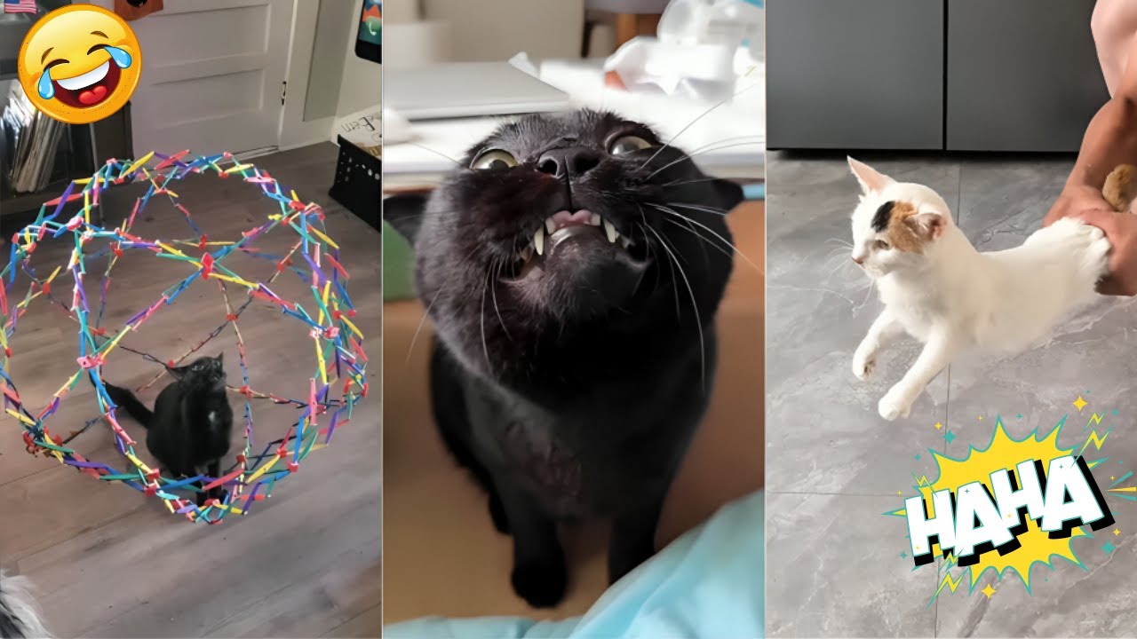 Try Not to Laugh: Funny Cat Moments Compilation 🤣 funny cat videos  I The Animal Vibe