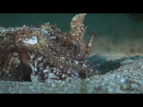 Common cuttlefish (Sepia officinalis) hunting at night, Channel Islands, UK