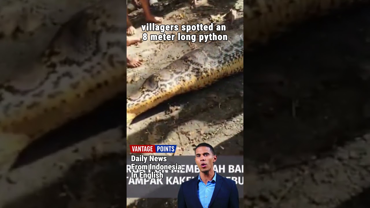 Farmer Swallowed Whole by 8-Meter Python in Sulawesi | Shocking Discovery in Indonesia