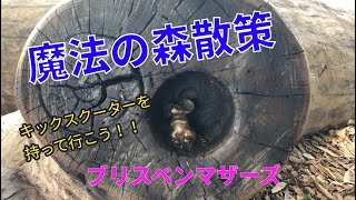 魔法の森散策　Bradbury park in Chermside