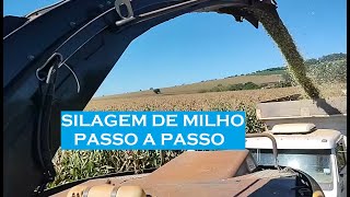 🌽SILAGEM DE MILHO 2024: COMO FAZER UMA SILAGEM DE QUALIDADE PARA SEUS ANIMAIS🌽