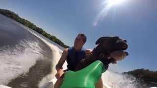 preview picture of video 'Bear, the boxer, rides a jet ski'