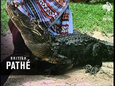 Lucha de caimanes (1968)