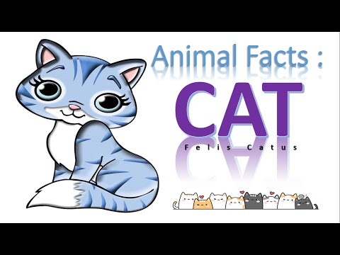 English Task : Animal Facts - CAT by Aqis