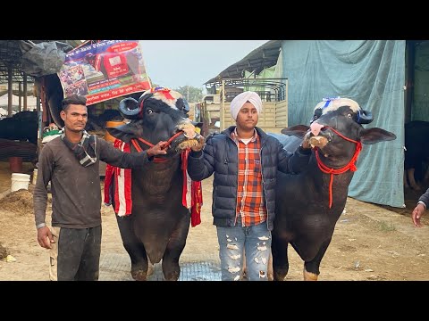 Nilli Ravi Bull 1st 🥇 2nd 🥈 BFA || Dhanoula  Pashu Mandi 2022