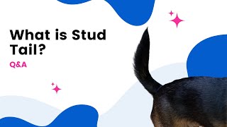 What is Stud Tail