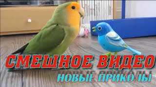 Смешные видео.Новые приколы 2017.Подборка ILLAER.