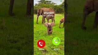 Download lagu Gajah memanggilku #smartphone #nada dering #teknologi #panggilan #nada dering #iphone mp3