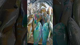 【ローカルマーケット】お魚探しに近所のマーケットへ