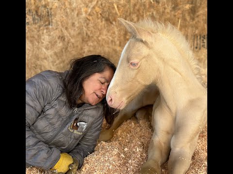 2023 PRE Cremello Andalusian Colt