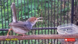 Download lagu PRENJAK BETINA GACOR TARUNG mp3