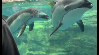 2026年6月2日 海遊館 #shorts #osaka #kaiyukan#dolphins #rescue #friends