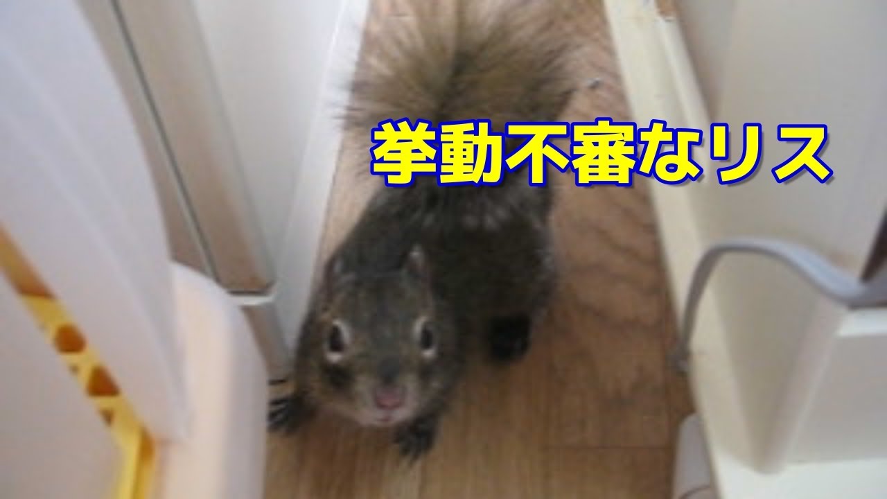 いたずらが見つかって挙動不審になるリスの俵太先生