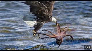 Đại Bàng Chết Khi Đang Săn Bạch Tuộc Dưới Đại Dương