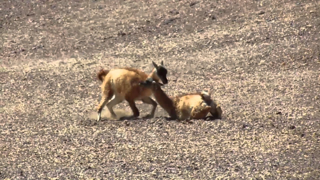 Pelea de guanacos en el Parque Nacional Nevado Tres Cruces