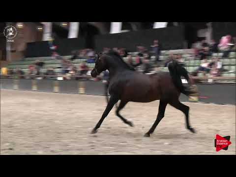 N.194 VANGELIS - Lier 2018 - Liberty Class Stallions (Class 18)