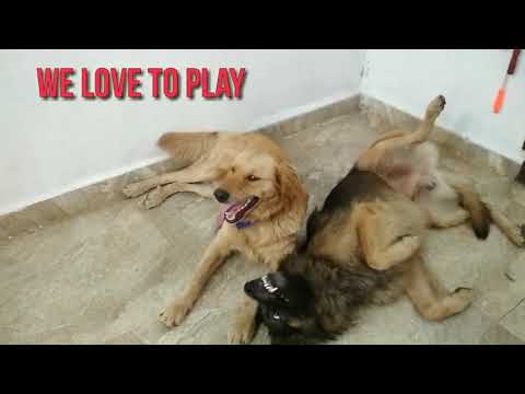 German Shepherd and Golden retriver playing| dogs relaxing time