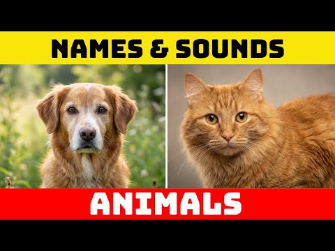 ANIMAL NAMES AND SOUNDS for Kids Video Compilation - Learn Animal Names for Children & Toddlers