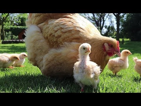 , title : 'Chicks & Broody Hens: Growth Week 1-3'