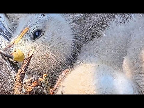 NEST CAM LIVE CORNELL HAWKS. 2023.05.23.ZOOM IN ON: BIG RED AND 3 CHICKS.BIG RED MOM FEEDS 3 CHICKS.