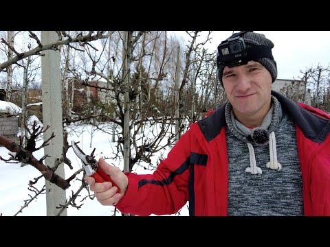 Cięcie zimowe starszych sadów gruszowych - Marcin Piesiewicz, Warka, 20.12.2022