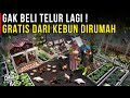 FREE EGGS FROM A CHICKEN FARM AND A GARDEN IN A NARROW LAND BEHIND THE HOUSE BUSINESS STORY