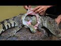 Unbelievable Three Turtle in Crocodile S Unbelievable Three Turtle in Crocodile S