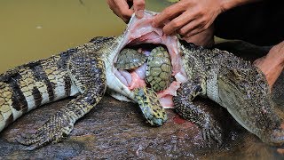 Unbelievable Three Turtle in Crocodile Stomach then Cooking Crocodile Recipe in Forest