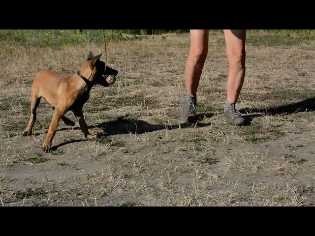 Belgian Malinois puppy for sale