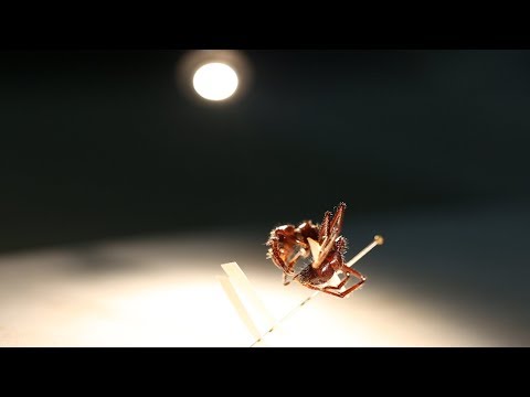 Verve | Sylvia Torti, Ecologist and Creative Writer