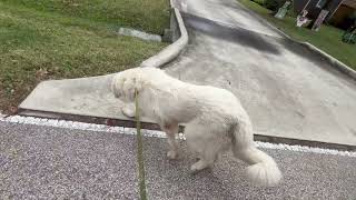 Video preview image #1 Great Pyrenees Puppy For Sale in Spring, TX, USA