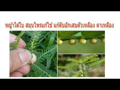 งานเลี้ยงค็อกเทลสำหรับแรงชาย การรักษาความอ่อนแออัสตานา